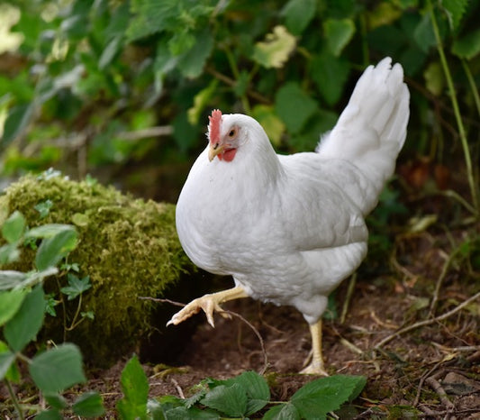 Just how free are "free range" eggs?